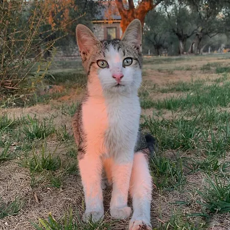 Infinity Yasam Vadisi * Айвалик