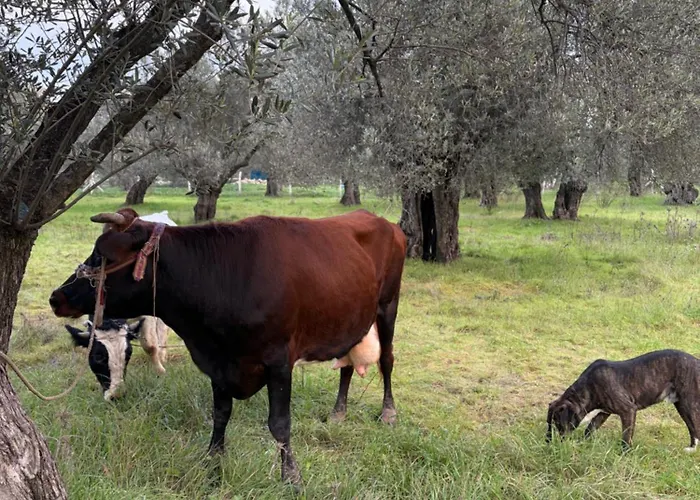 旅馆 Infinity Yasam Vadisi *