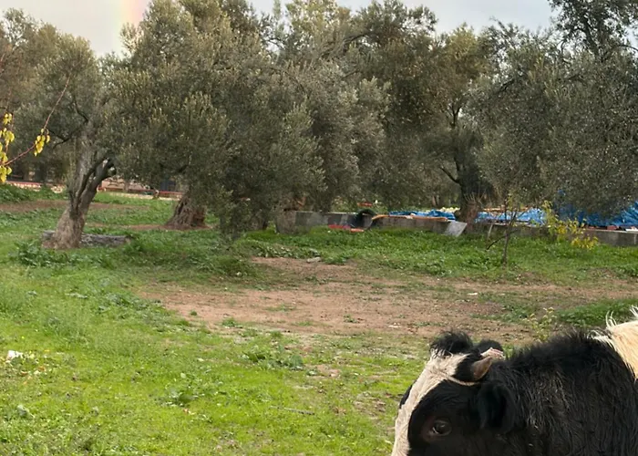 旅馆 Infinity Yasam Vadisi *