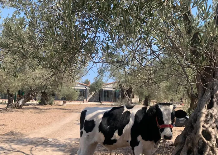 旅馆 Infinity Yasam Vadisi *