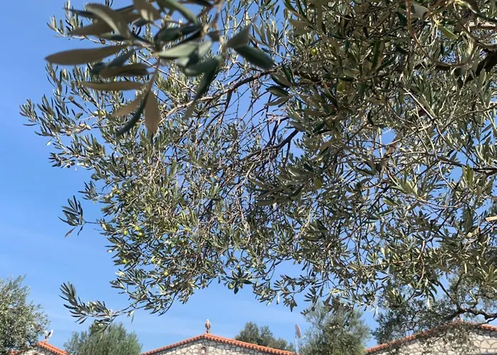 旅馆 Infinity Yasam Vadisi Ayvalı