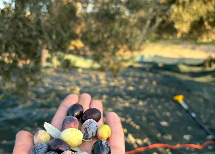 Infinity Yasam Vadisi 旅馆 Ayvalı